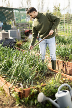 Male farmer works with a hoe in garden, harrowing soil in the beds