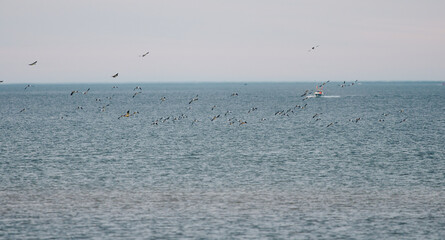 Obraz premium A flock of ducks flies over the water near the coast of the Barents Sea at cloudy weather, the rocky shore with colourful arctic carpet of moss, yagel, Tundra at autumn
