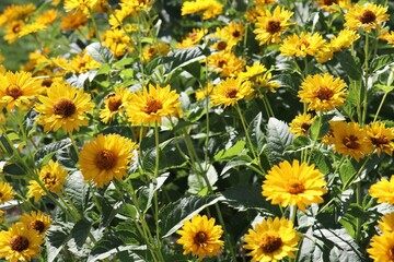 field of yellow flowers