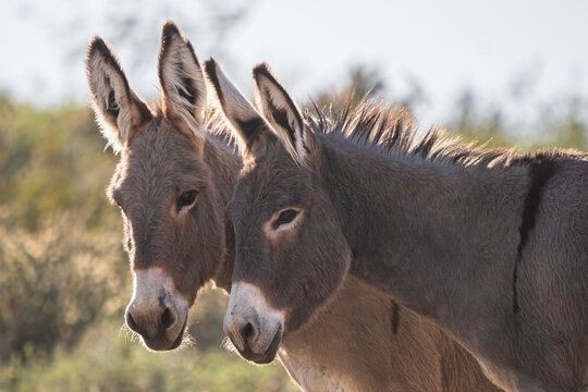 Arizona Wild Burros at Lake Pleasant