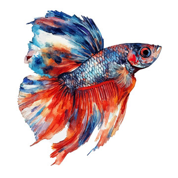 watercolor of Guppy Fish, vector clipart, isolated on a white background.