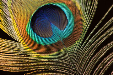 Fototapeta premium close up of Peacock feather head