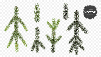 Vector illustration of various pine branches isolated on a transparent background.