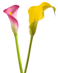 Obraz premium Pink and yellow calla flowers