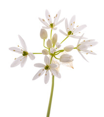 Fototapeta premium Wild garlic flowers