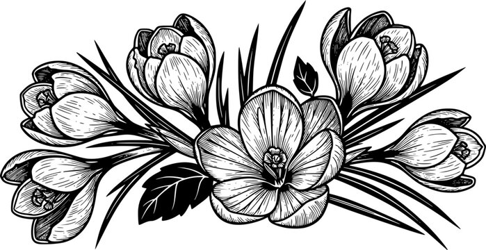 Black and white crocus flowers illustration in a decorative linocut style, showing a beautiful spring floral arrangement with delicate petals and leaves for a nature-themed design