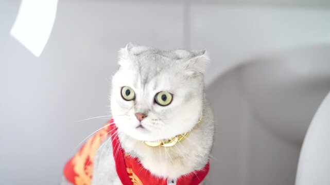 White cat pet with gold chain and red costume sitting and looking down soft light indoor setting, luxury fashion playful mood, white cat wearing gold chain and red costume with gold pattern sitting