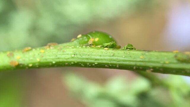 Leucaena Psyllid (Heteropsylla cubana) Moving Actively on Plant Stem