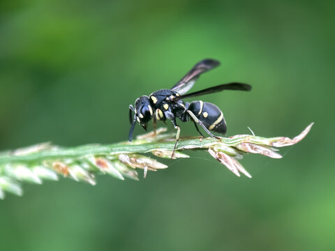 Close up of mason wasps genus Eumenes, wasps perched on grass