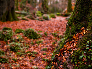 Fototapeta premium Dense forest park with brown fallen leaf on the ground. Magic fall season concept. Outdoor scene.