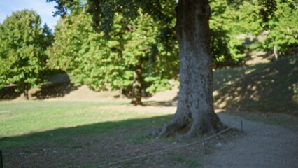 Fototapeta premium Soft blurred park scene with shallow bokeh of trees and a defocused tree trunk; background backdrop copyspace calm.