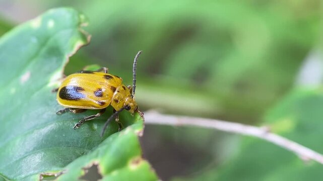 Macro Close-Up of Yellow and Black Spotted Leaf Beetle Feeding on Green Leaf
