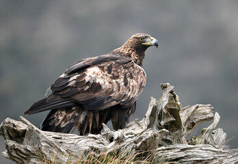 Fototapeta premium a powerful golden eagle in the mountain on spain