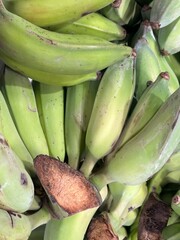 fresh green bananas © L'Oliva