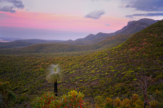 Scenic landscape near Cheynes Beach, Western Australia, with grass tree (Xanthorrhoea) overlooking coastal bushland and hills under colorful sunset sky; iconic Australian wilderness natural habitat