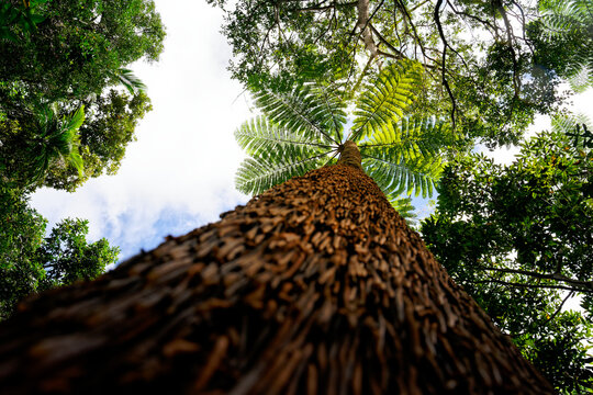 Tropical tree ferns canopy seen from below in New Caledonia rainforest, lush green fronds against blue sky, upward perspective showing pristine island ecosystem and biodiversity hotspot