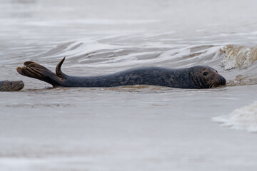 Grey seal (Halichoerus grypus) swimming in coastal surf, head and flippers above water, Atlantic marine mammal in shallow sea, natural behavior, wild pinniped close-up © phototrip.cz