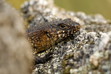 Obraz premium Blotched blue-tongued lizard - Tiliqua nigrolutea also known as the southern blue-tongued lizard or blotched blue-tongued skink is a blue-tongued skink endemic to south-eastern Australia