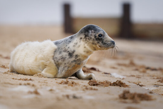 Grey seal pup (Halichoerus grypus) resting on sandy beach, England, UK; young marine mammal with spotted head and soft fur, coastal wildlife portrait in natural habitat, conservation species