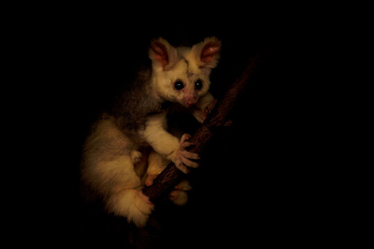 Greater glider (Petauroides volans) climbing tree branch at night, rare Australian arboreal marsupial with large eyes adapted to nocturnal life, iconic endemic wildlife in natural habitat