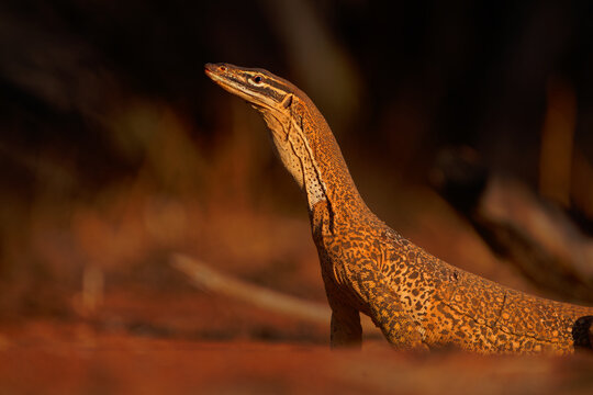 Yellow spotted monitor (Varanus panoptes) standing alert in Australian outback, large predatory goanna with patterned scales in red desert habitat, iconic reptile wildlife portrait