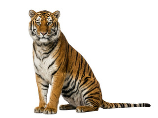 Obraz premium Tiger isolated