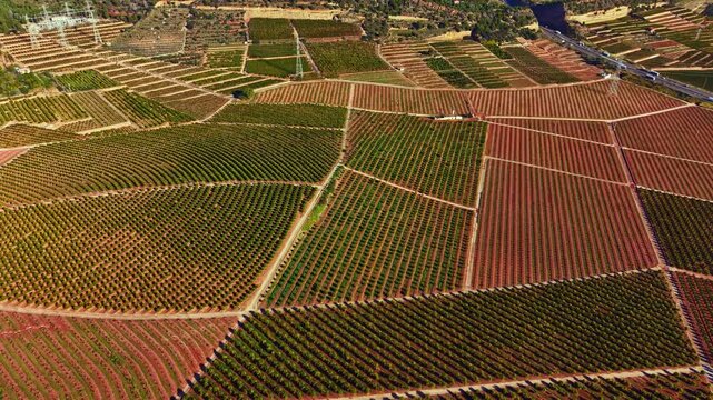 Workers are seen tending to orange trees in large plantations under the sun, focusing on the care and harvest of fruit in a rural area.