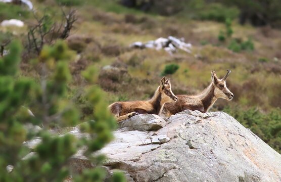 Un jeune isard avec sa maman