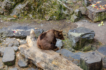 Brown bear cub resting on log in rocky enclosure © Iurii Gagarin