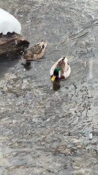 canard colvert sur un &eacute;tang en hiver	