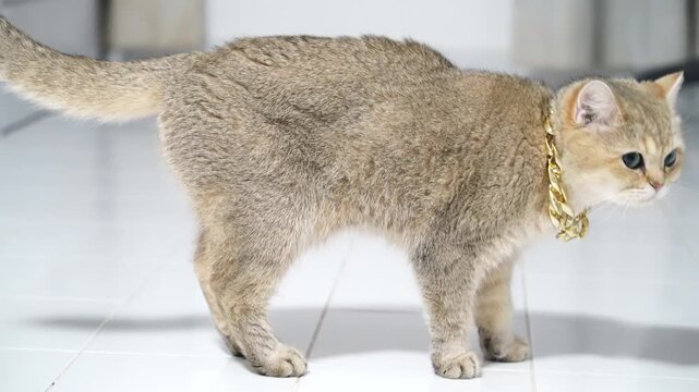 Golden cat with short hair and blue eyes standing white tile floor, gold chain collar, alert luxury feline pet, brown cat gold chain short fur, standing white floor, domestic alert, side view
