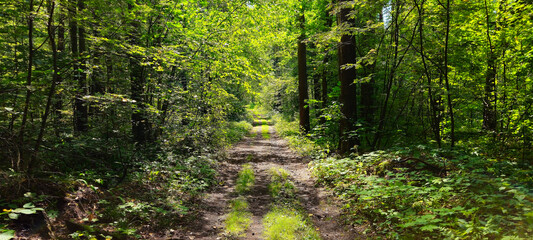 country road in the forest