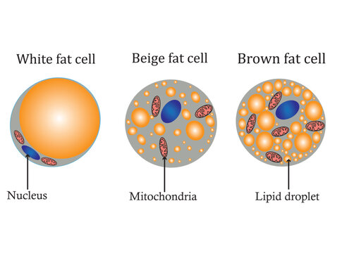 adipose tissue Diagram isolated on white background. Types of Lipocytes: white, brown and beige fat cell.