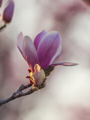 Obraz premium Vibrant pink magnolia flowers blooming on tree branches