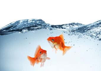 Bright goldfish in water against white background