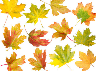 Fototapeta premium Bright autumn leaves falling on white background. Fall season