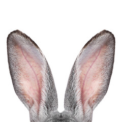 Fluffy rabbit ears on white background. Easter bunny © New Africa