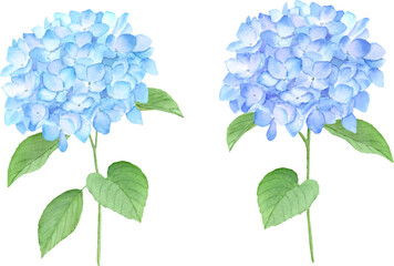 水彩で描いたアジサイ