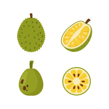 Whole and sliced jackfruit vector illustration for tropical fruit design element.