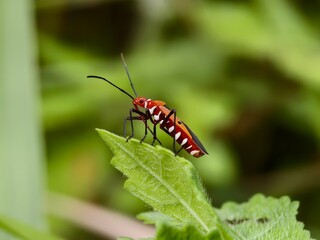 Dysdercus cingulatus on a leaf with blurred background