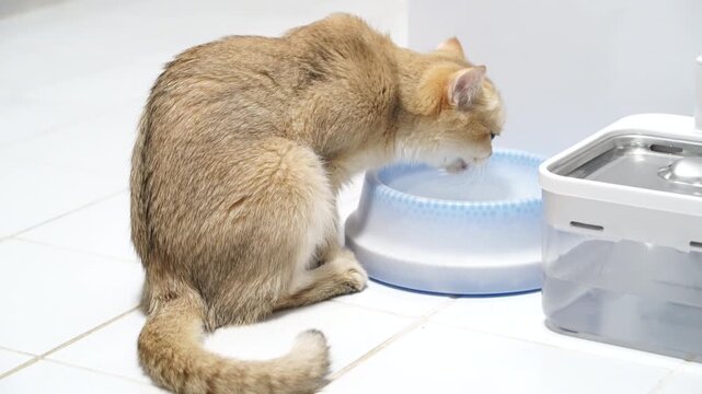 Cat Pet Feline Animal Drinking Water Bowl Domestic Indoor Hydration Healthy Cute Fur Whisker Tail White Tile Floor Sitting Thirsty Clean Container Mammal Home Kitchen Relaxed Calm Peaceful Golden