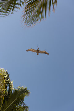 pelicano volando en el cielo entre las palmeras