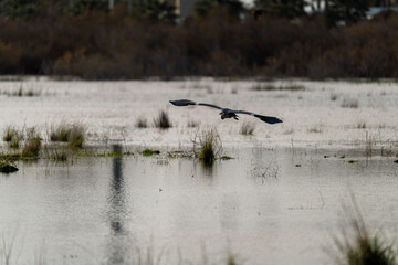 Grey Heron in Flight Over Wetland Marsh
