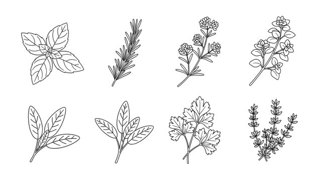 Set of various herb and plant line drawings