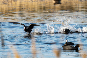 Eurasian Coot Running Across Water Surface in Wetland