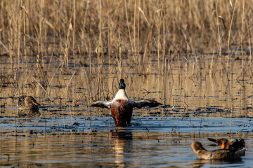 Male Northern Shoveler Floating on Calm Wetland Water
