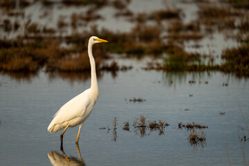 Great Egret Standing in Calm Marsh Wetland