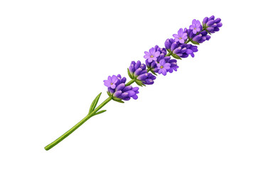 Fototapeta premium Lavender sprig blooming, showing purple flowers and green stem, symbolizing relaxation and aromatherapy, transparent background