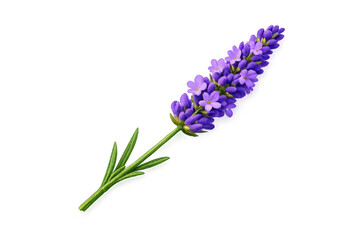Naklejka premium Lavender sprig showcasing purple blossoms, a aromatic herb for aromatherapy, cosmetics, and natural health products, transparent background