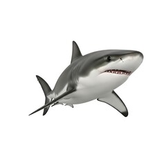 Fototapeta premium A great white shark swims with its mouth open on a pure white background